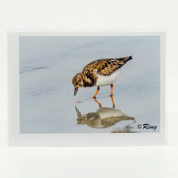 Ruddy Turnstone photograph on a greeting card