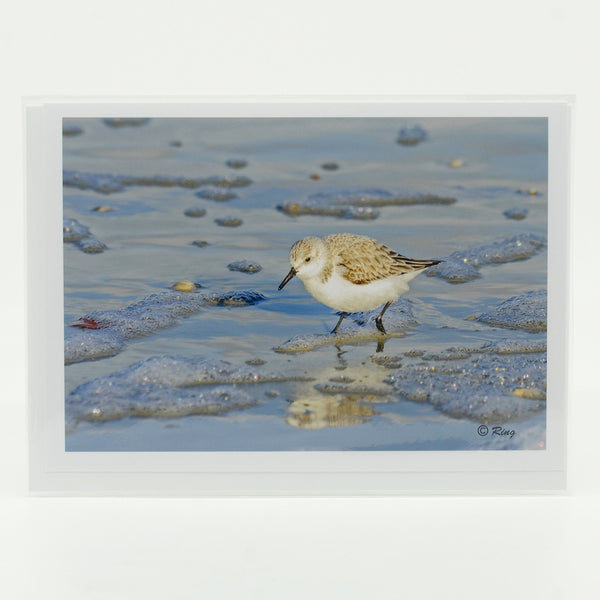 Sandpiper on the beach photograph on a greeting card