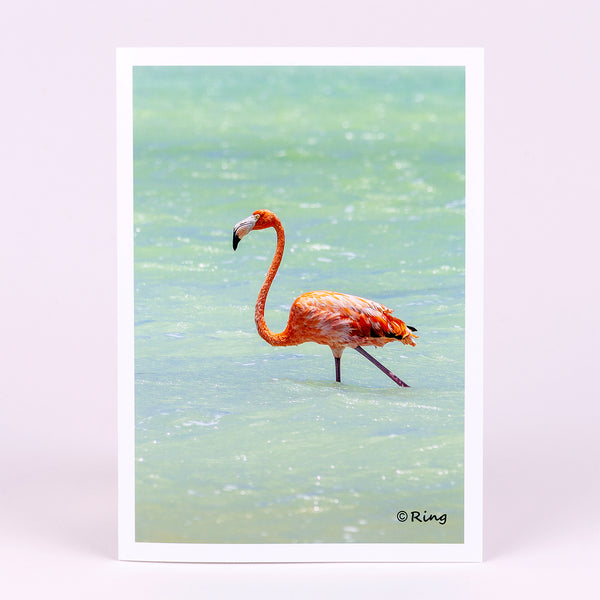 A flamingo in a Caribbean salt pan photograph on a greeting card