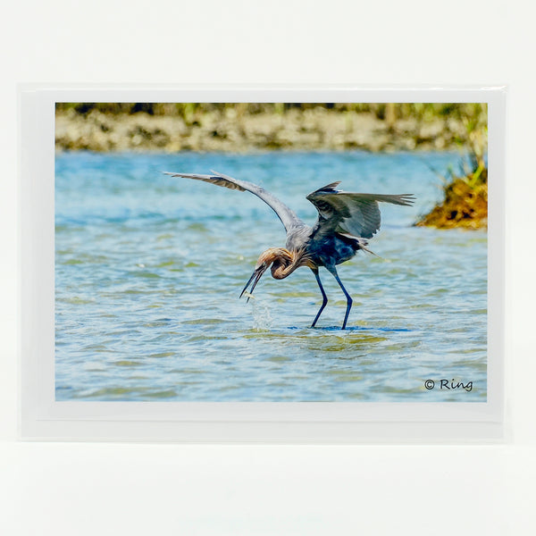 Reddish Egret Photograph on a greeting card