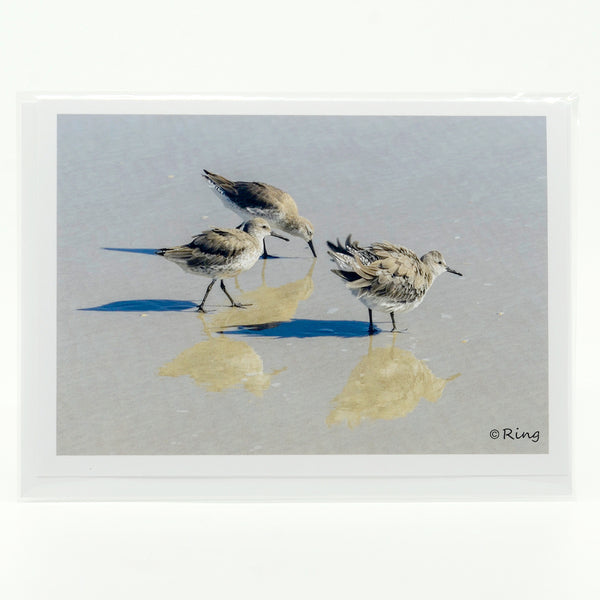 3 Shorebirds on the beach photograph on greeting card