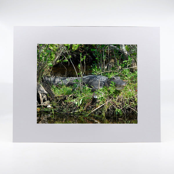 Alligator 4 Gifts