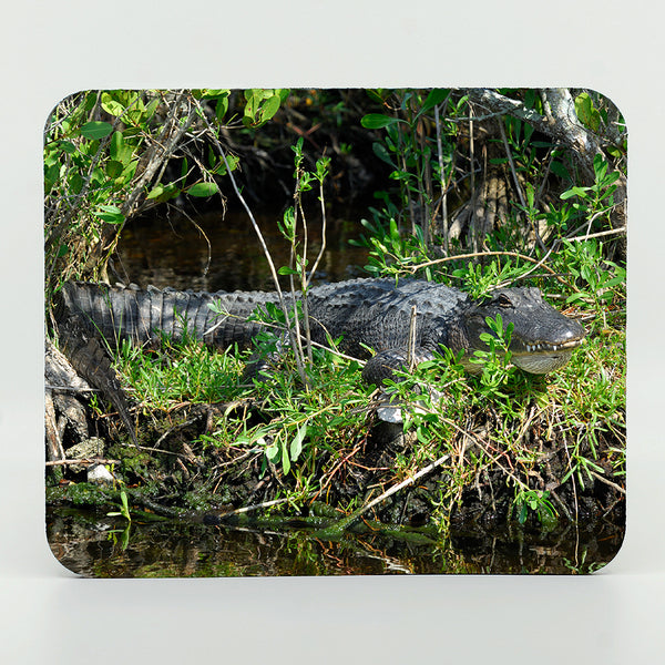Alligator 4 Gifts