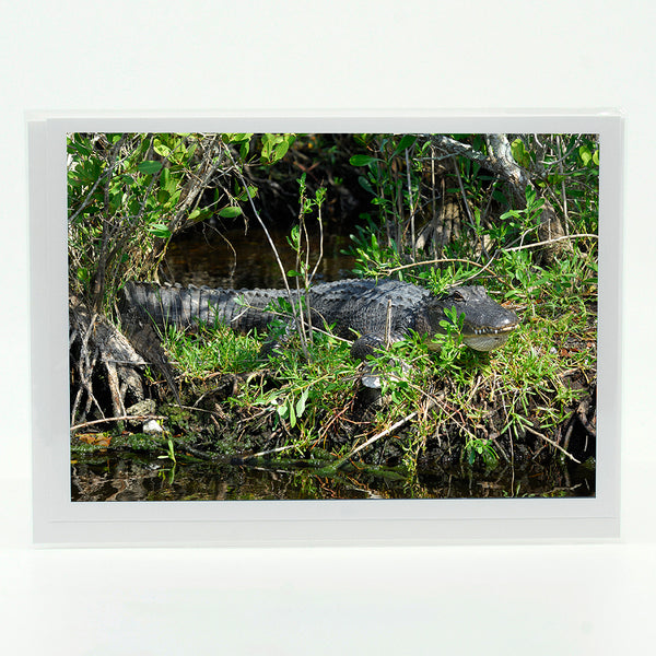 Alligator 4 Gifts