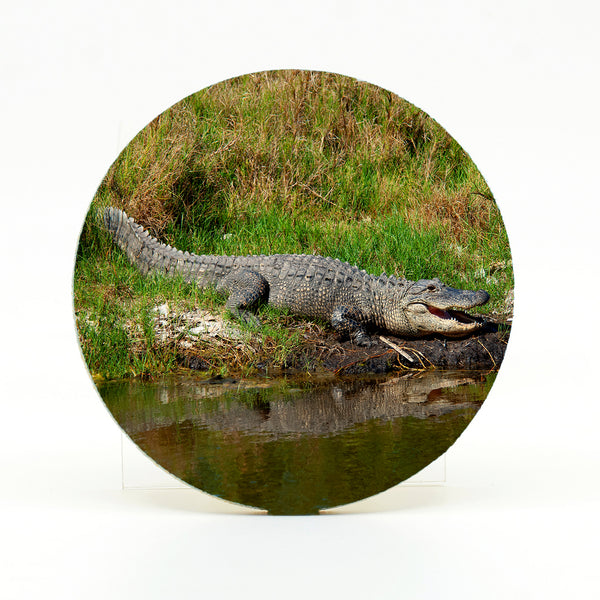 Alligator 1 Gifts