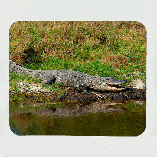 Alligator 1 Gifts