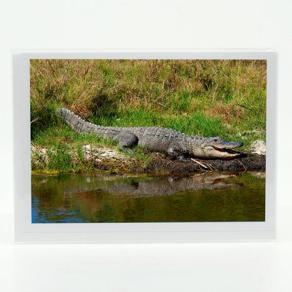 Alligator 1 Gifts