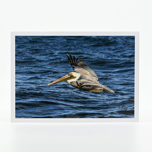 A flying pelican over the ocean photograph on a greeting card