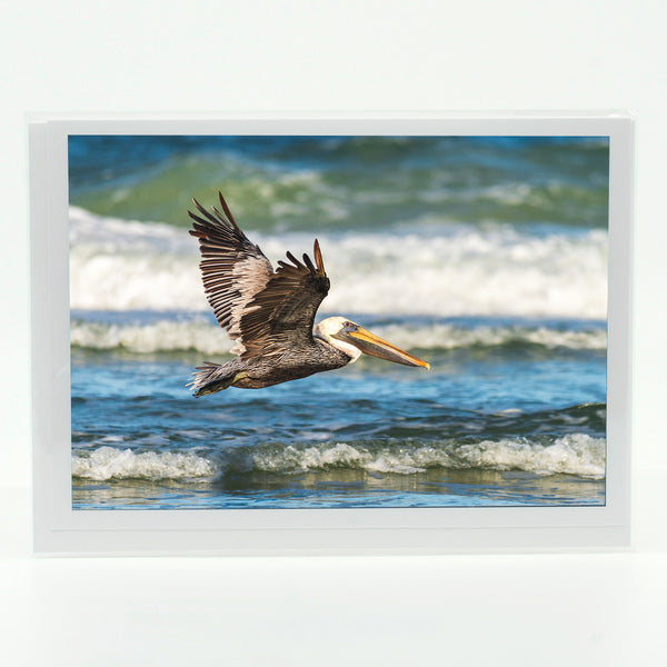 Brown Pelican 6 Gifts