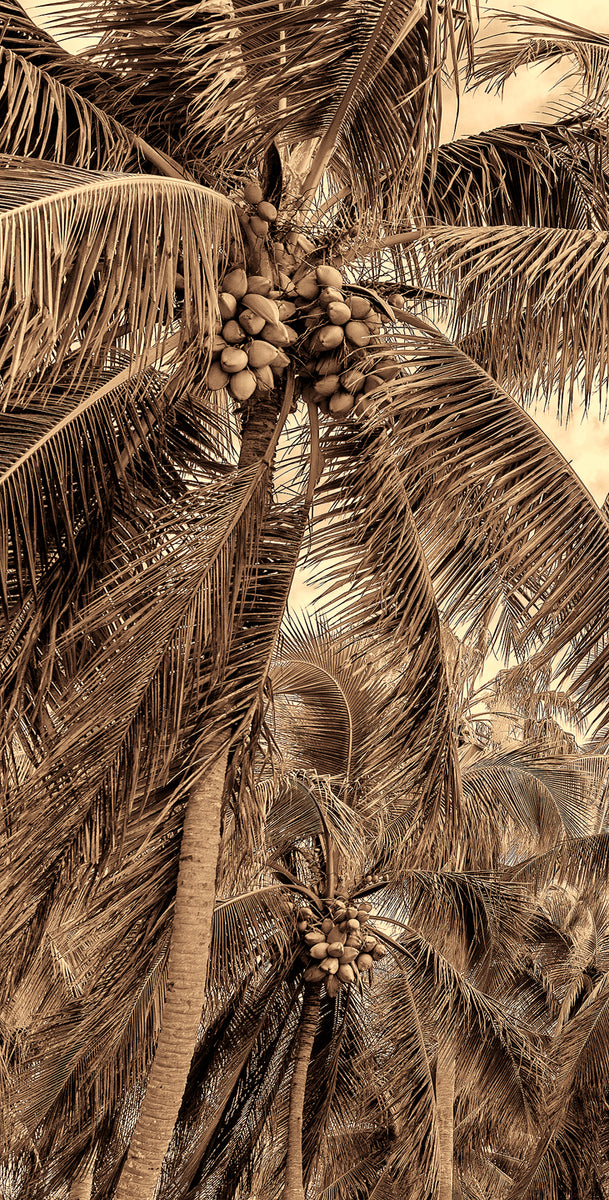 Coconut Telegraph BWS Mike Ring Photography