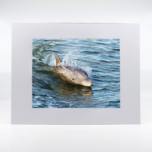 Dolphin swimming in the lagoon photography artwork