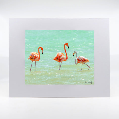A flock of flamingos in a salt pan in the Caribbean photography artwork
