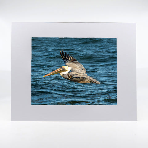 A flying pelican over the ocean photography artwork