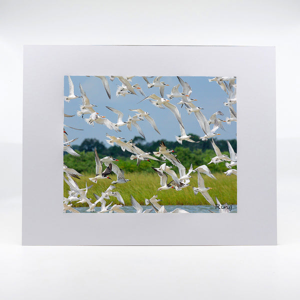 A flock of birds photography artwork