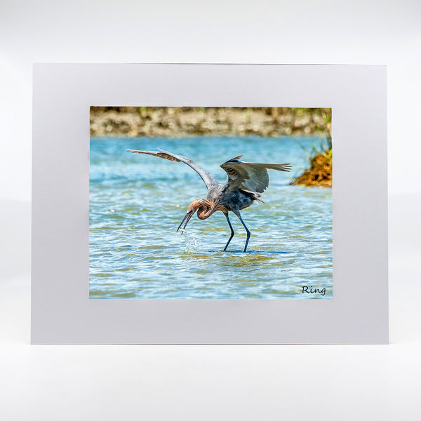 Reddish Egret Photography artwork