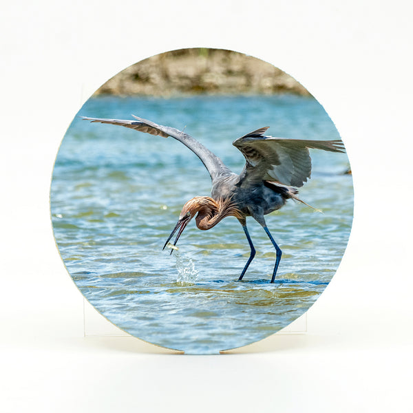 Reddish Egret 2 Gifts