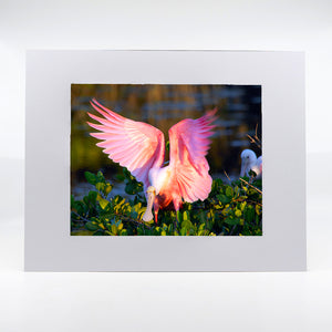 Roseate Spoonbill photography artwork
