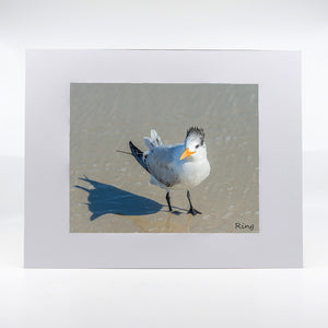 Seagull on the beach photography artwork