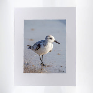 Sanderling on the beach photography artwork