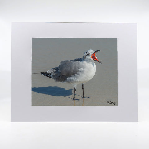 Seagull on the beach photography artwork