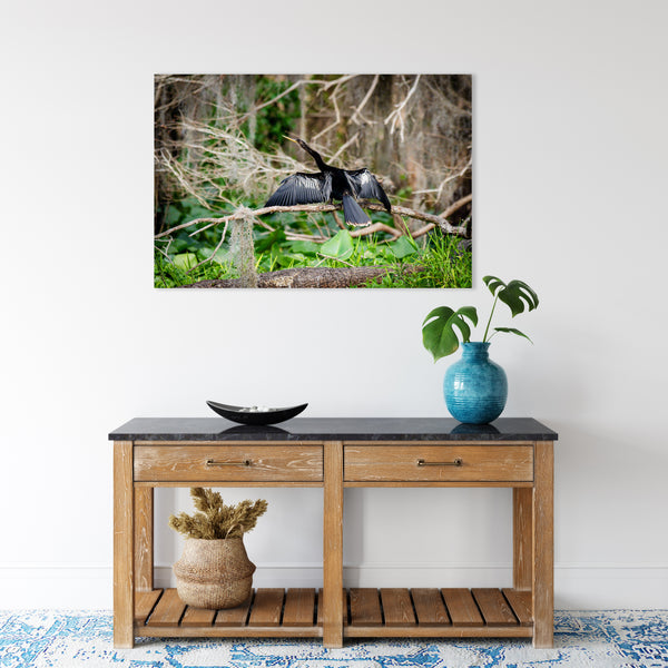 Anhinga