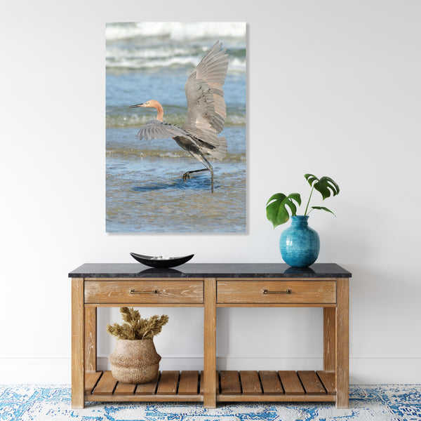 Reddish Egret