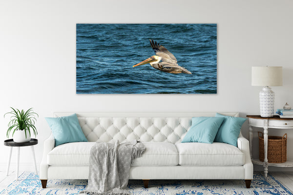 Brown Pelican 5