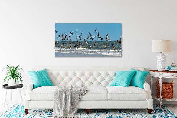 Brown Pelicans