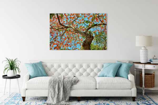 Royal Poinciana