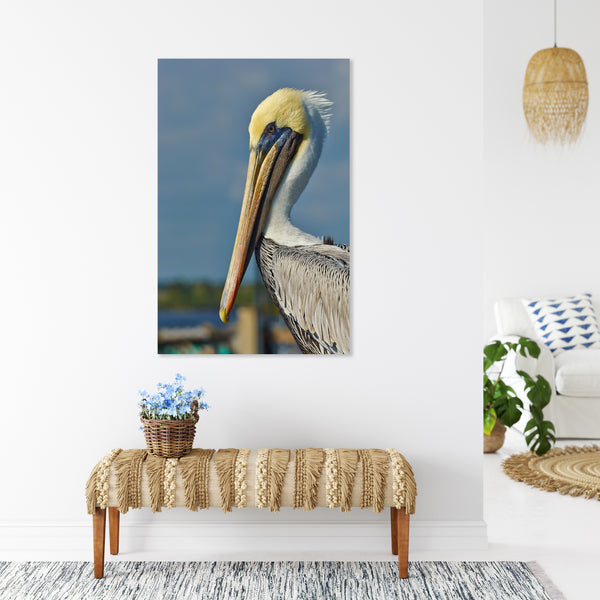 Brown Pelican 2