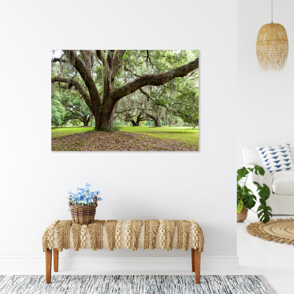 Plantation Oaks 6