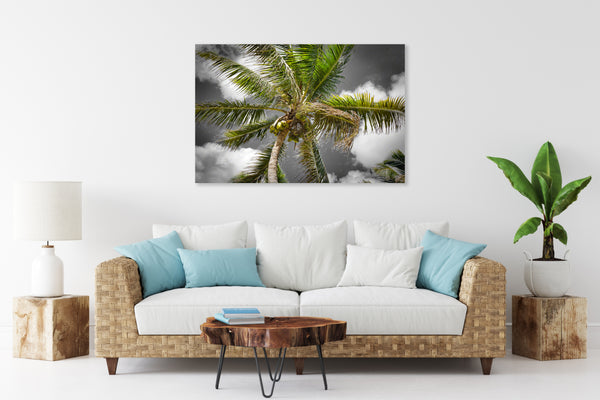 Coconut Palm 2