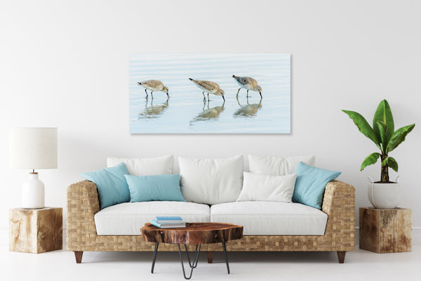White-Rumped Sandpipers