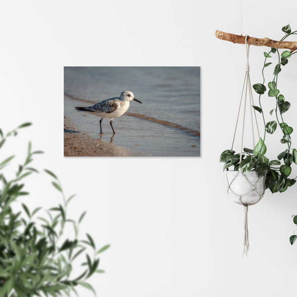Sanderling