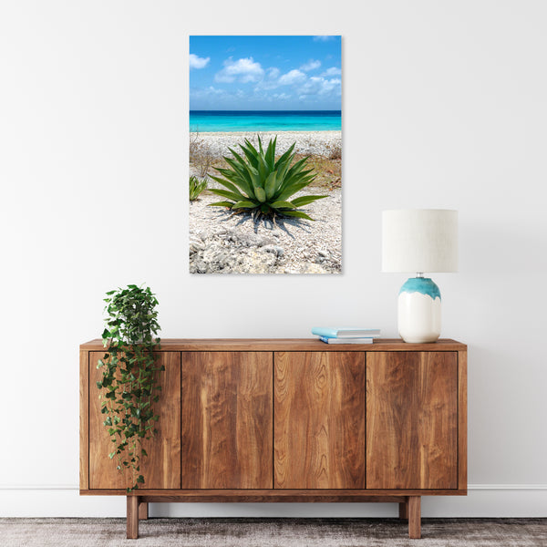 Aloe by the Sea