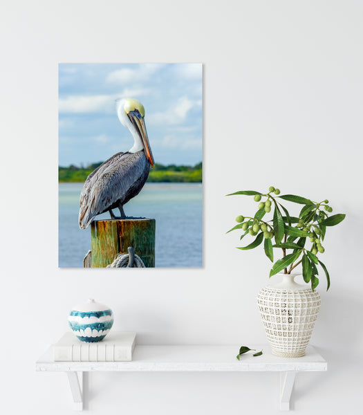 Brown Pelican 4