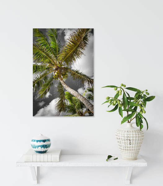 Coconut Palm 3