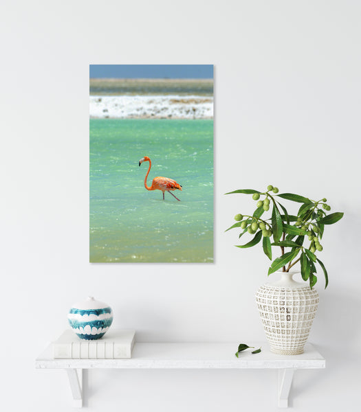 Flamingo's 1
