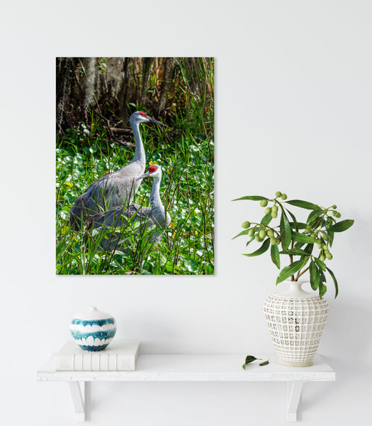 Sandhill Cranes