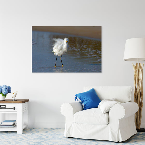 Snowy Egret 1