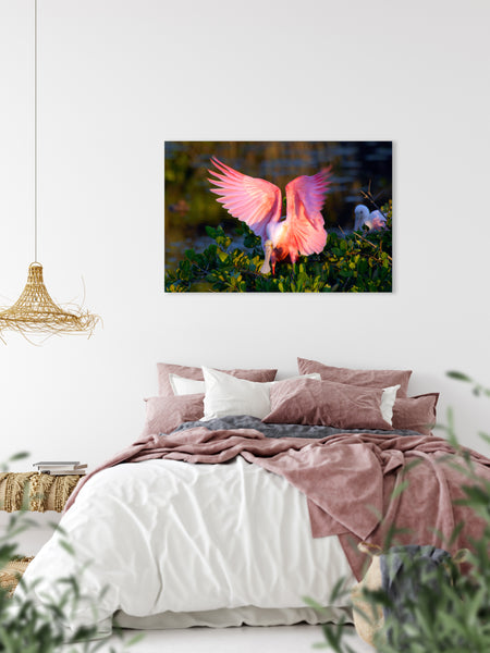 Roseate Spoonbill 2