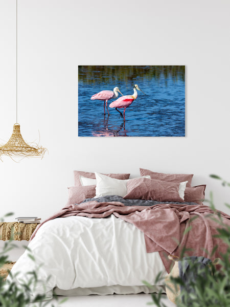 Roseate Spoonbill 4