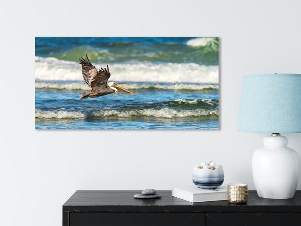Brown Pelican 6