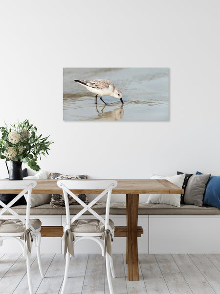 Sanderling 3