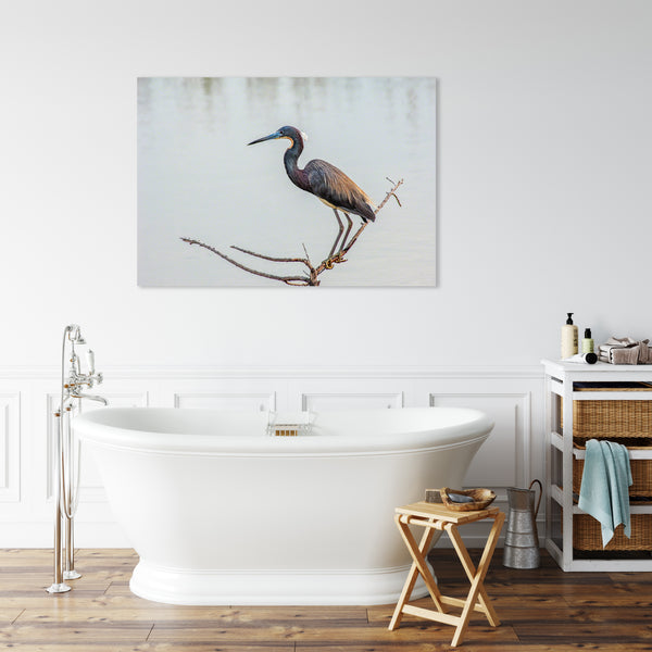 Tricolored Heron