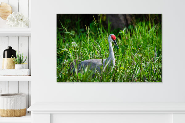 Sandhill Crane