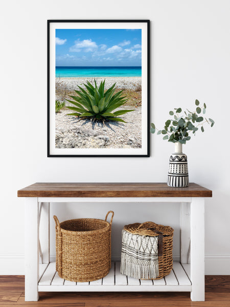 Aloe by the Sea