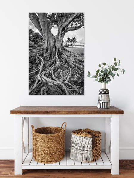 Fig Tree