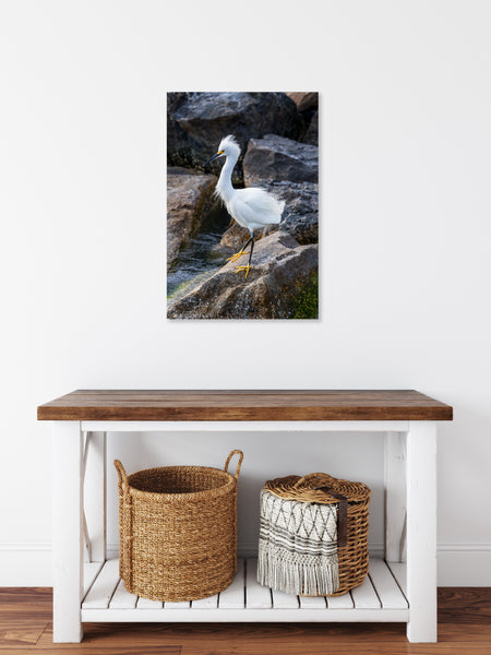 Snowy Egret 3