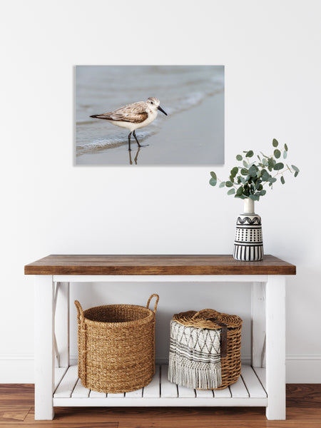 Sanderling 2